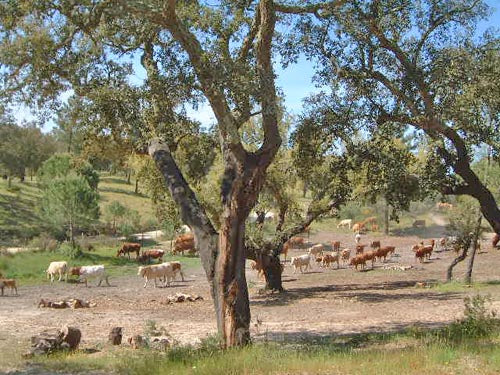 Cattle grazing through a cork forest in Portugal.