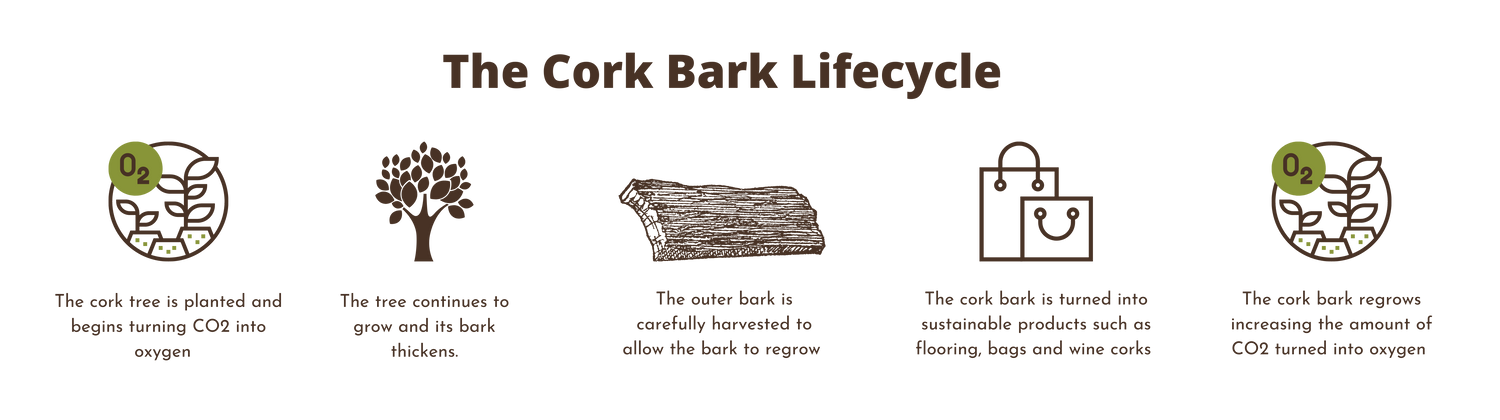 the cork tree is planted, starting the cycle. The cork tree grows its bark thickening. The bark is carefully harvested and turned into commercial products, the bark on the tree regrows and the cycle continues.