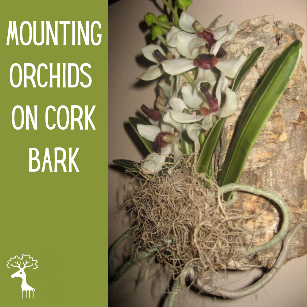 Benefits of Mounting Orchids on Cork Bark