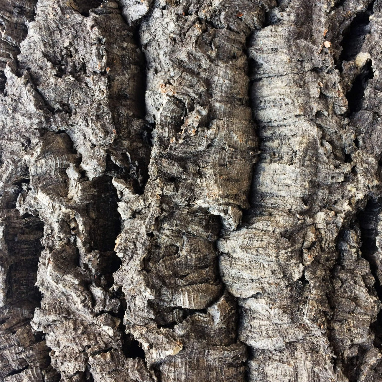An up close view of the outer grooves on the virgin cork bark.