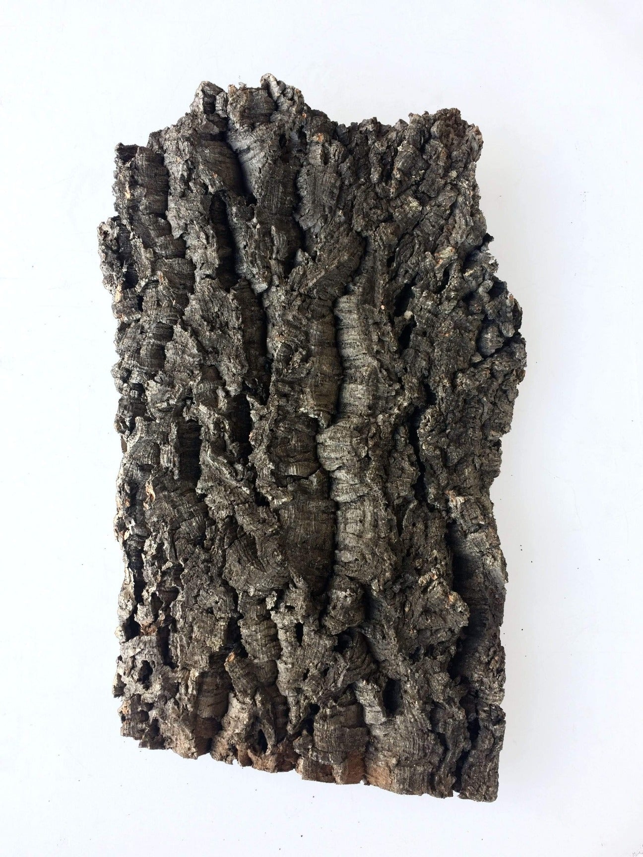 A natural cork bark flat with rough edges and grooves perfect for reptiles and gardening.