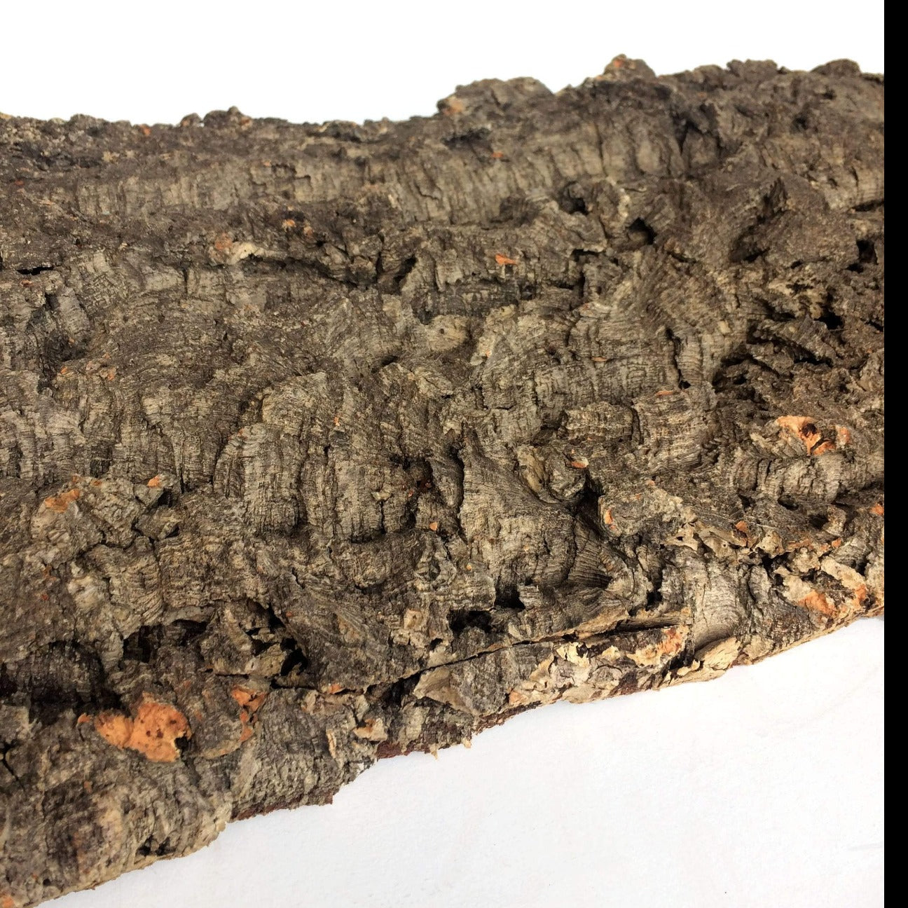 Side view of a cork bark flat showing the slight curve of the bark which comes from how it is taken off the tree. 