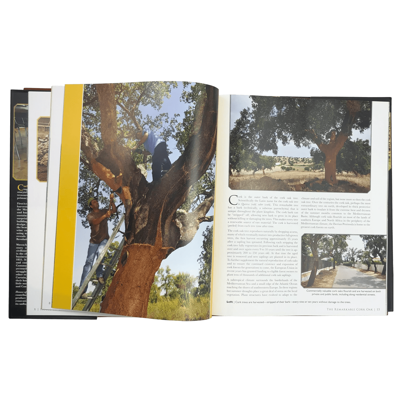 Photo of the interior of the House of Cork book showing cork trees in Portugal during the harvest. 