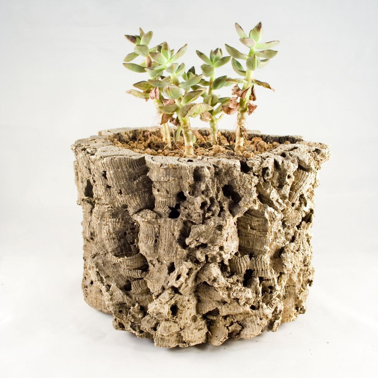 A natural cork planter made of rough virgin cork bark with a succulent in the pot.
